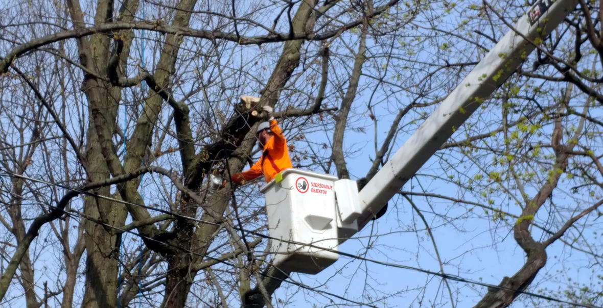 Obrezovanje dreves Dolenjska