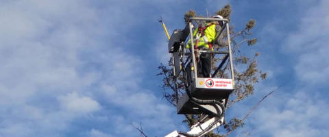 Obrezovanje dreves Dolenjska